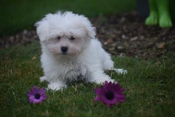 Beaux chiots maltais