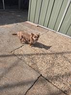 Lavendel kleur langhaar chihuahua teefje, Dieren en Toebehoren, Honden | Chihuahua's en Gezelschapshonden, België, CDV (hondenziekte)
