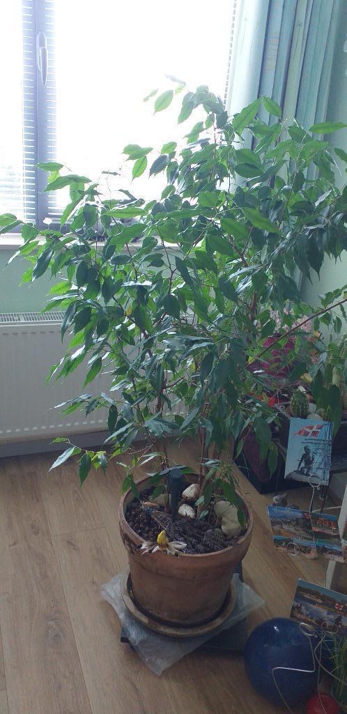Ficus benjamina, Huis en Inrichting, Kamerplanten, Ficus, 100 tot 150 cm, Groene kamerplant, Halfschaduw, In pot, Ophalen