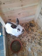 Konijn gratis, Dieren en Toebehoren