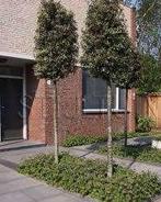 STEENEIK  OF QUERCUS ILEX  in pot  van 60cm  tot 70cm, Jardin & Terrasse, Plantes | Arbres, Enlèvement, En pot