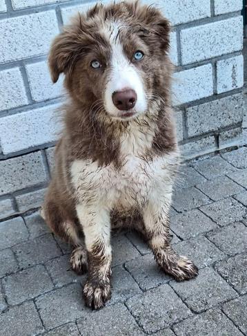 Stevige bench voor puppy of kleinere hond beschikbaar voor biedingen