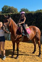 Knappe NewForest merrie, Dieren en Toebehoren, Merrie, L, D pony (1.37m tot 1.48m), 11 jaar of ouder
