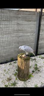 Giervalk, Dieren en Toebehoren, Vogels | Overige Vogels, Geringd