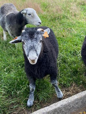 2 Jonge Herdwickrammen beschikbaar voor biedingen