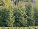 kerstbomen, Ophalen, Nieuw