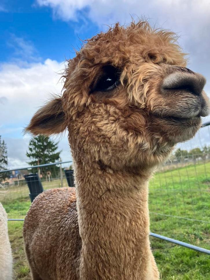 mini alpaca merrie, Dieren en Toebehoren, Overige Dieren, Vrouwelijk, Juni