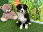 Australische Herder pup - Tricolor, CDV (hondenziekte), Teef, 8 tot 15 weken, Herder
