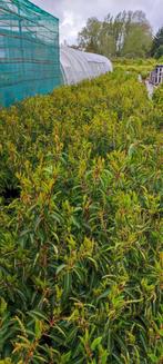 prunus lusitanica haagplanten alle maten, Enlèvement