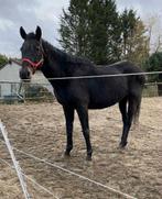 Jument 13 ans onc, Jument