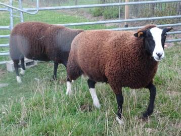 zwartbles ooilammeren beschikbaar voor biedingen
