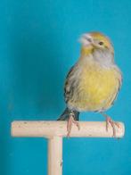 Agaat geel mozaïek, Dieren en Toebehoren, Vogels | Kanaries