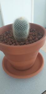 Cactus in terracotta pot van 23 diameter incl onderschaal., Huis en Inrichting, Kamerplanten, Ophalen, Cactus, In pot, Minder dan 100 cm