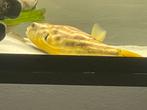 Fahaka 35 cm