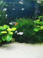 Guppy 1€, Animaux & Accessoires, Poissons | Poissons d'aquarium