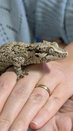 Gargoyle gekko, Lézard, Domestique, 0 à 2 ans