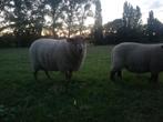 4 zware ram lammeren, Dieren en Toebehoren