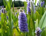 Pontederia Lanceolata, Enlèvement, Neuf