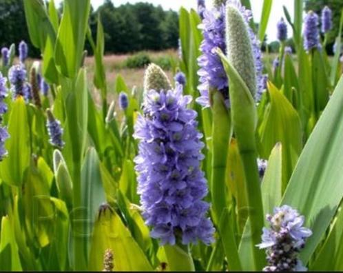 Pontederia Lanceolata, Jardin & Terrasse, Étangs, Neuf, Enlèvement