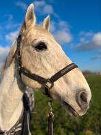 Halve stal gezocht voor onze grote vriend, Dieren en Toebehoren, Paarden