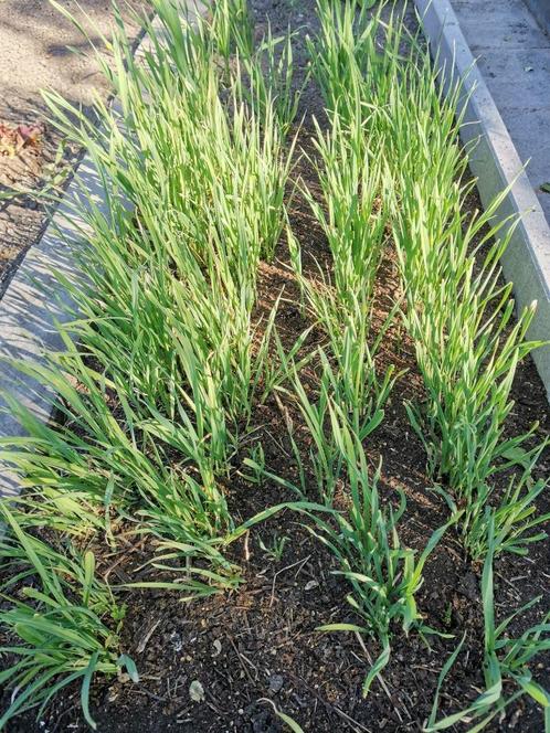 5 tenen oerprei of snijprei - lekkere wintervaste groente, Tuin en Terras, Bloembollen en Zaden, Knol, Voorjaar, Volle zon, Verzenden