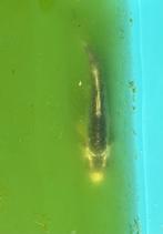Koi van 9cm, Karper of Koi