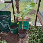 Bananenplantjes., Tuin en Terras, Planten | Tuinplanten, Ophalen