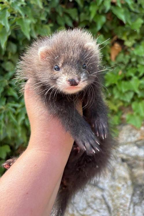 Jonge vrouwelijke zwarte angorafret, Dieren en Toebehoren, Knaagdieren, Vrouwelijk, Fret, Mei, Tam