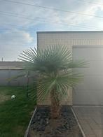 Palmboom, Tuin en Terras, Planten | Bomen, Ophalen, Palmboom, 100 tot 250 cm
