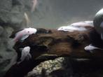 Snow White kweekgroep 5 stuks (volwassen) +40 a 50 jongen, Dieren en Toebehoren, Vissen | Aquariumvissen, Overige typen, Zoetwatervis