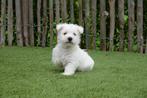 Chiots West Highland White Terrier (chiots Westie), Parvovirose, Plusieurs, Belgique, 8 à 15 semaines