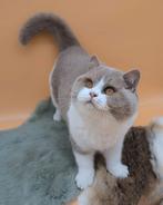 Brits korthaar fawn bicolor katertje, Kater, Gechipt, 0 tot 2 jaar