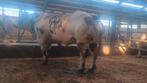 Springstier, Dieren en Toebehoren, Runderen