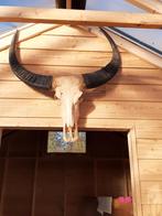 Kop van waterbuffel., Antiek en Kunst, Antiek | Woonaccessoires, Ophalen