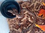 Candoia paulsoni boa's, Animaux & Accessoires, Serpent, Domestique, 0 à 2 ans