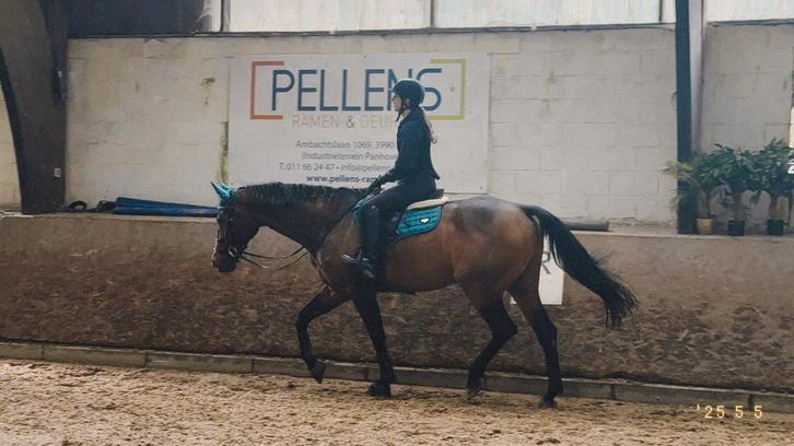 GEZOCHT - Springpaard, Dieren en Toebehoren, Paarden, Meerdere dieren, M, 165 tot 170 cm, 3 tot 6 jaar, Springpaard, Met stamboom