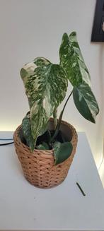 monstera variegata (albo), Huis en Inrichting, Kamerplanten, Ophalen