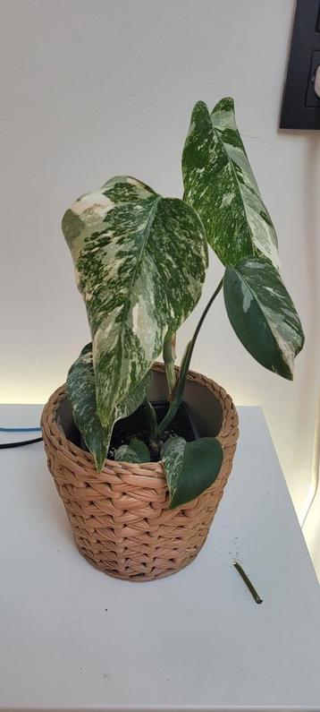 monstera variegata (albo) beschikbaar voor biedingen