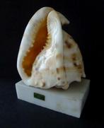 Mooie schelp op marmeren voet - zeer goede staat, Ophalen of Verzenden
