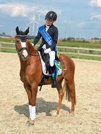Top c pony, Merrie