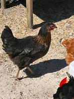 Jonge legklare kippen te koop – Sussex & Marans kruising, Dieren en Toebehoren, Vrouwelijk, Kip