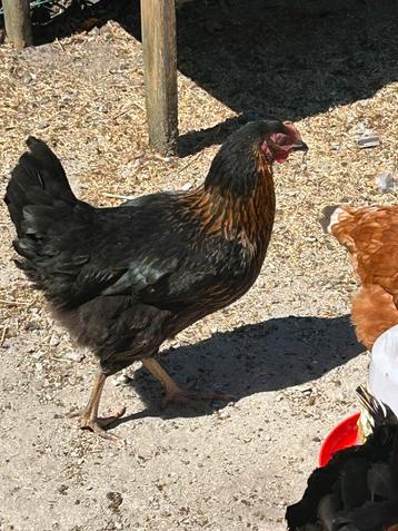 Jonge legklare kippen te koop – Sussex & Marans kruising beschikbaar voor biedingen