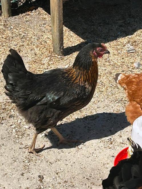 Jonge legklare kippen te koop – Sussex & Marans kruising, Dieren en Toebehoren, Pluimvee, Kip, Vrouwelijk