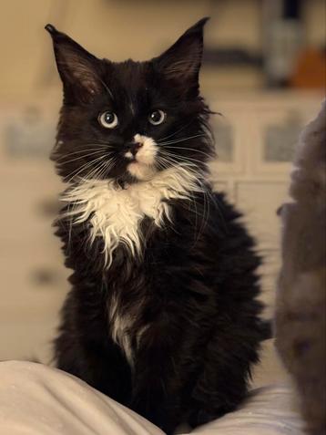 Maine coon kittens met stamboom, Dieren en Toebehoren, Meerdere dieren, Met stamboom, 0 tot 2 jaar