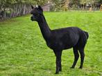 jonge mooie zwarte drachtige alpaca merrie, Dieren en Toebehoren, Juni, Vrouwelijk