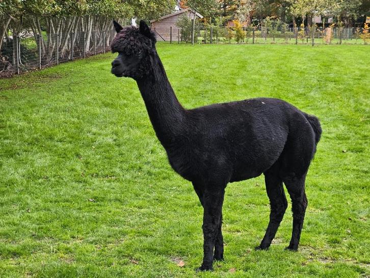 jonge mooie zwarte drachtige alpaca merrie, Dieren en Toebehoren, Overige Dieren, Vrouwelijk, Juni