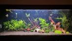 Ik koop alle goed onderhouden aquariums op., Ophalen