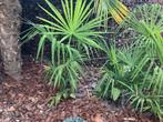 Palm boompjes, Tuin en Terras, Planten | Tuinplanten, Volle zon, Vaste plant, Zomer, Ophalen