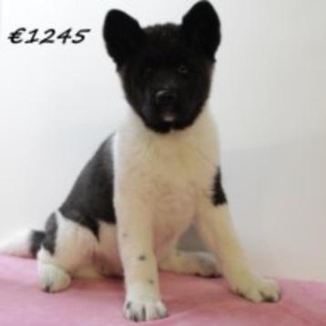 Amerikaanse Akita-puppy’s (korthaar) te koop, Dieren en Toebehoren, 15 weken tot 1 jaar, Buitenland, CDV (hondenziekte), Meerdere