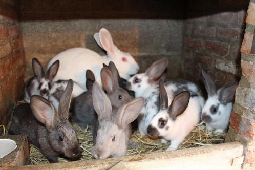 Nest jonge vleeskonijnen, Dieren en Toebehoren, Konijnen